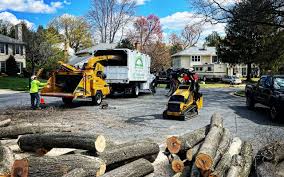 Best Tree Health Inspection  in Shamokin Dam, PA