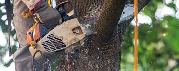 How Our Tree Care Process Works  in  Shamokin Dam, PA