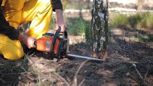  Shamokin Dam, PA Tree Care Pros