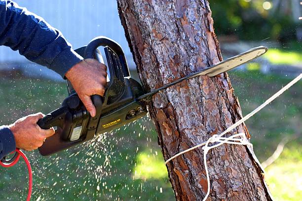 Best Root Management and Removal  in Shamokin Dam, PA
