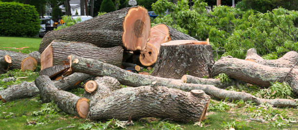 Trusted Shamokin Dam, PA Tree Care Experts