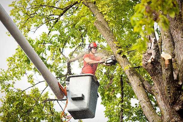 Best Palm Tree Trimming  in Shamokin Dam, PA