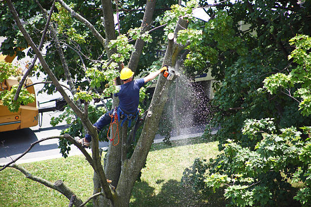 Best Utility Line Clearance  in Shamokin Dam, PA