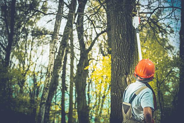 Best Tree Maintenance Programs  in Shamokin Dam, PA