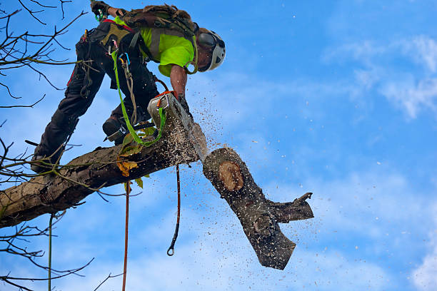 Best Storm Damage Tree Cleanup  in Shamokin Dam, PA