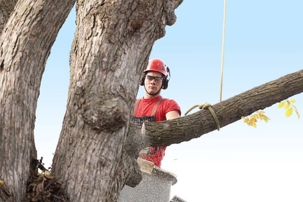 Best Firewood Processing and Delivery  in Shamokin Dam, PA